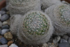 Mammillaria lenta