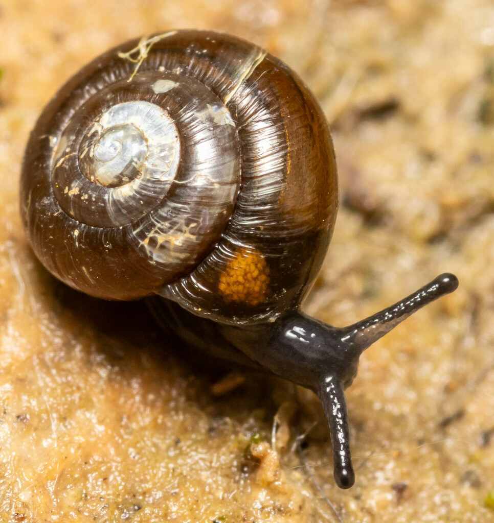 Black Gloss Snail (Zonitoides nitidus) · iNaturalist