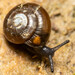 Black Gloss Snail - Photo (c) Josh Boe, some rights reserved (CC BY), uploaded by Josh Boe