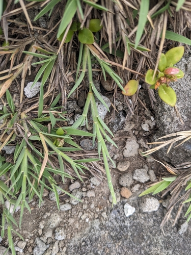 Lepturus repens iNat (2)
