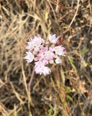 Allium amplectens