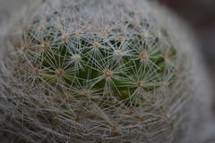 Mammillaria lenta