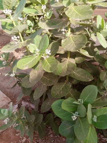giant milkweed