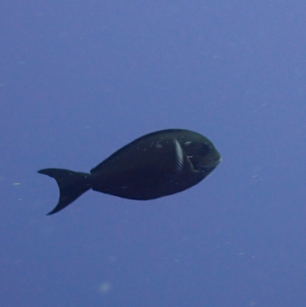 Whitefin surgeonfish (Acanthurus albipectoralis) — Acanthuridae
