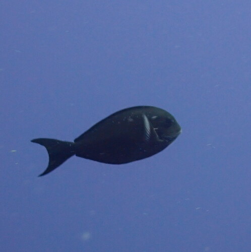 Whitefin surgeonfish (Acanthurus albipectoralis) — Acanthuridae