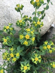 Euphorbia schizoloba