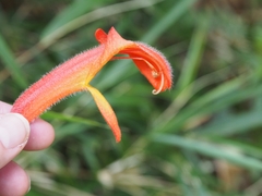 Columnea magnifica