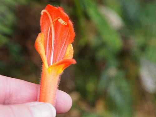 Columnea magnifica, photograph 6