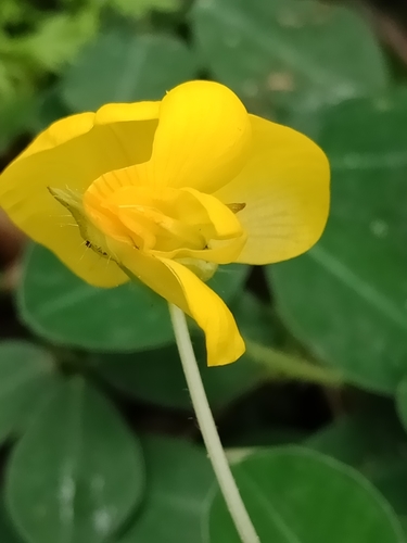 Arachis pintoi