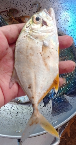 Giant Trevally