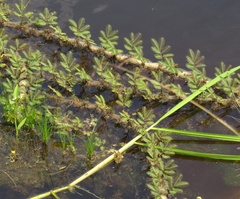 Paspalum repens