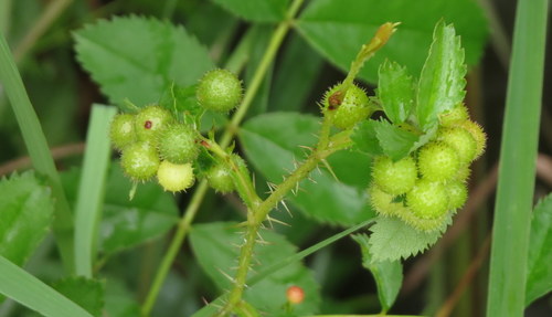 prairie rose (Rosa arkansana)