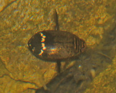 Acilius mediatus