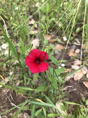 Linum grandiflorum