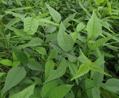 Orbexilum onobrychis