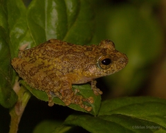 Ferguson's Shrub Frog photo 3