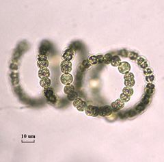 Dolichospermum