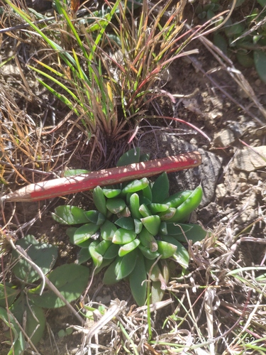 Delosperma ashtonii, photograph 4