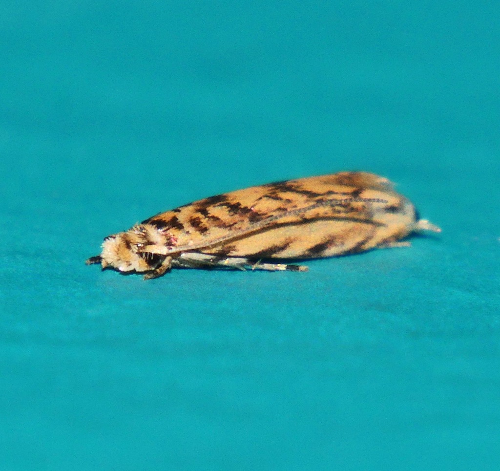 Comodica
