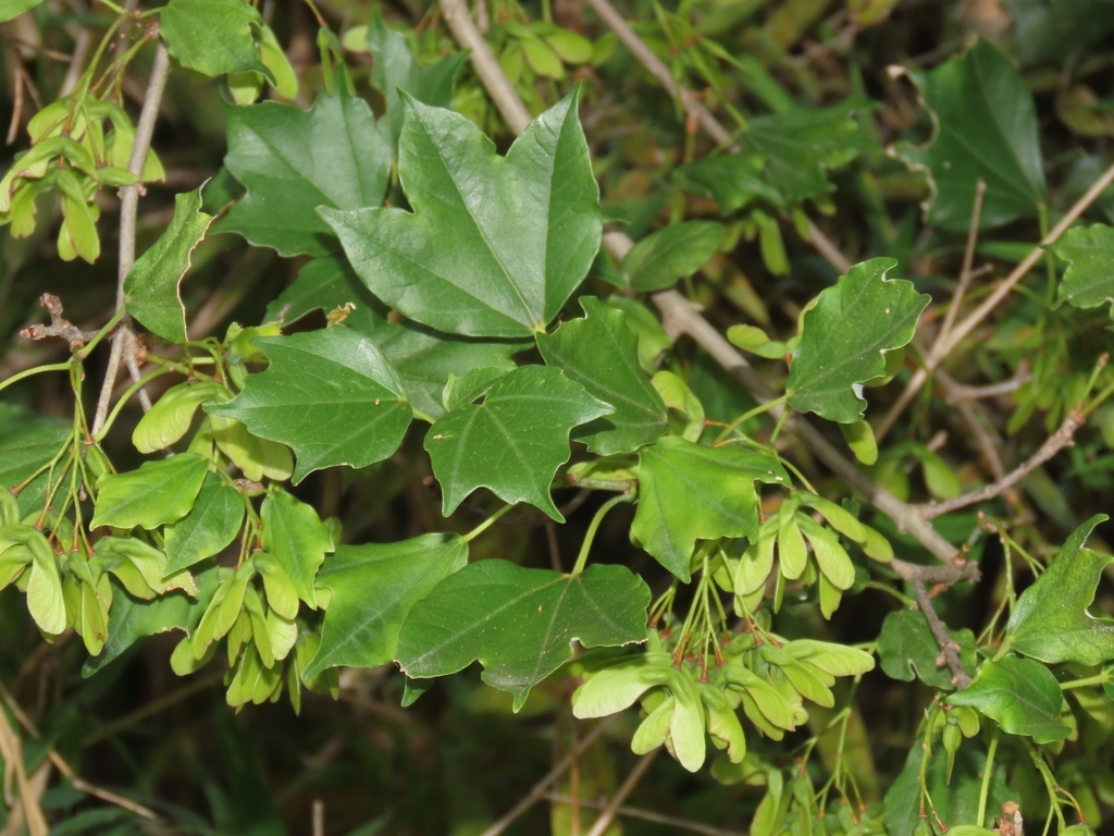 Acer buergerianum, Taiwan, TW