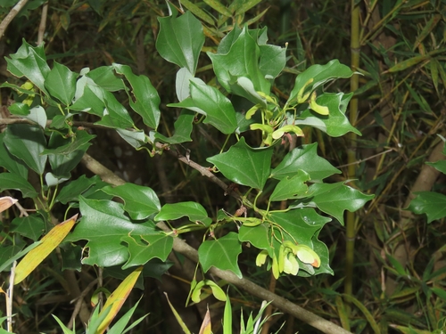 Acer buergerianum