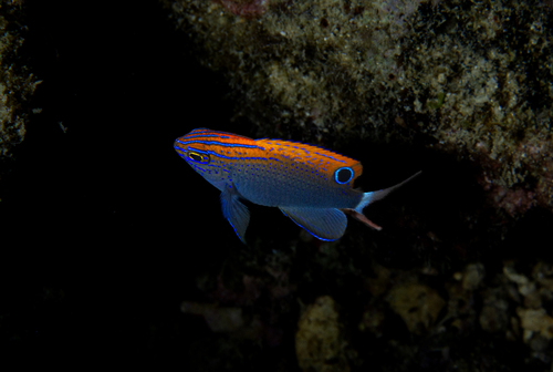 Damselfish (Pomacentrus bankanensis) — Pomacentridae — 2