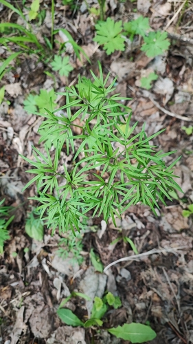 Foto de Cenolophium fischeri