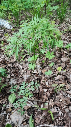 Foto de Cenolophium fischeri
