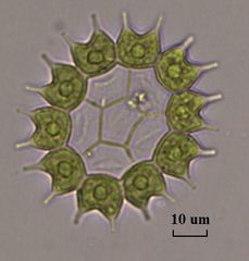 Pseudopediastrum boryanum