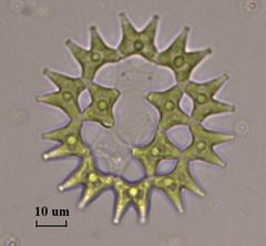 Pediastrum duplex