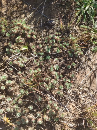 Psammotropha mucronata, photograph 5