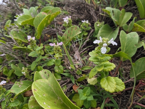 Suzukia luchuensis iNat (2)