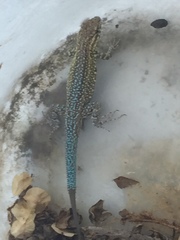 Uta stansburiana