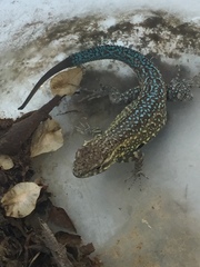 Uta stansburiana