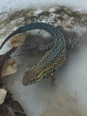 Uta stansburiana