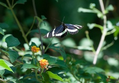 Heliconius hewitsoni