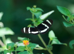 Heliconius hewitsoni