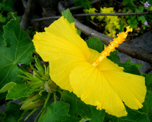 Sabdariffa brackenridgei