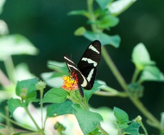 Heliconius hewitsoni