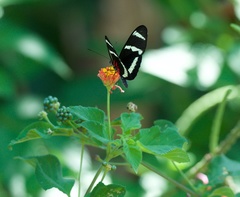 Heliconius hewitsoni