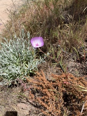 Clarkia cylindrica