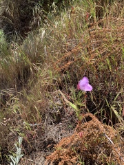 Clarkia cylindrica
