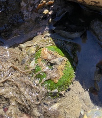 Anthopleura fuscoviridis