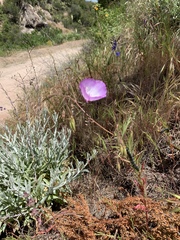 Clarkia cylindrica