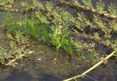 Utricularia breviscapa