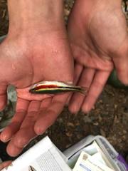 Clinostomus elongatus