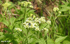 Cardamine leucantha