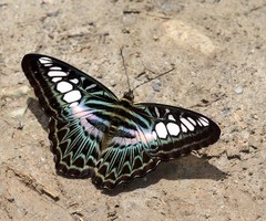 Parthenos sylvia borneensis