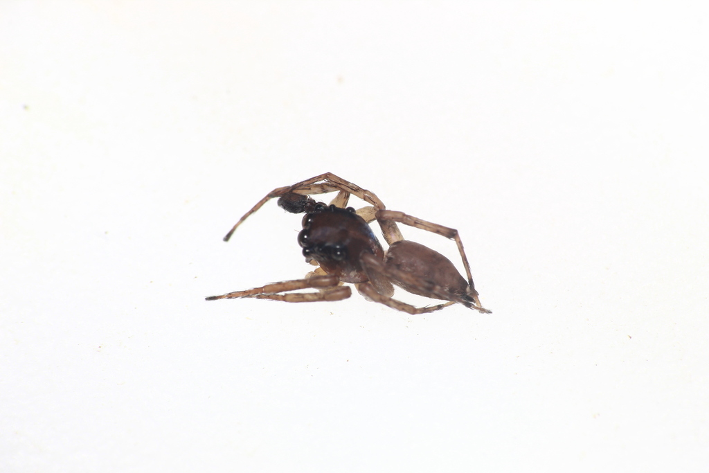 Gelotia syringopalpis (Gelotia syringopalpis)