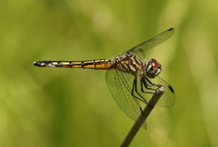 Pachydiplax longipennis